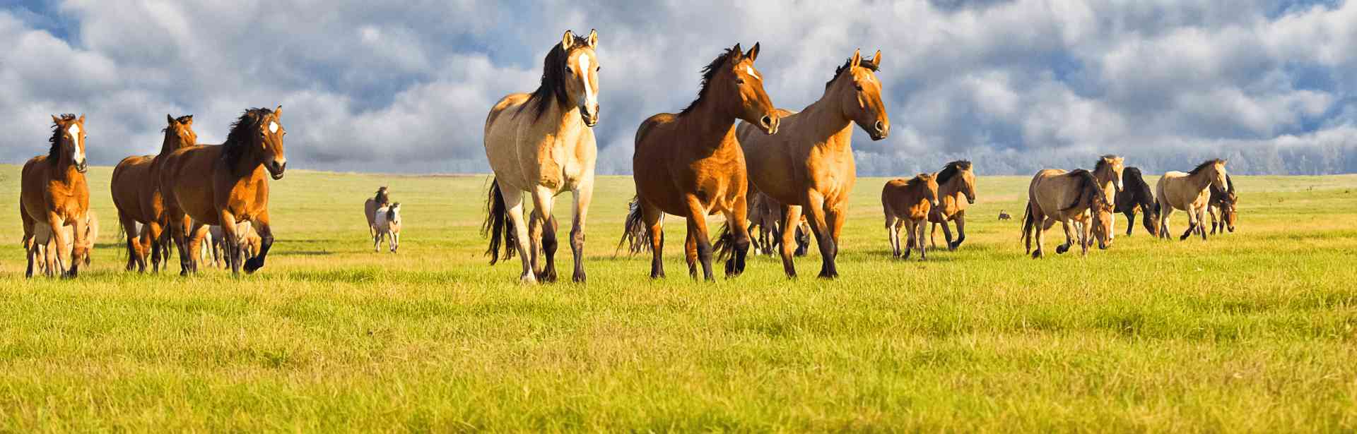 stable