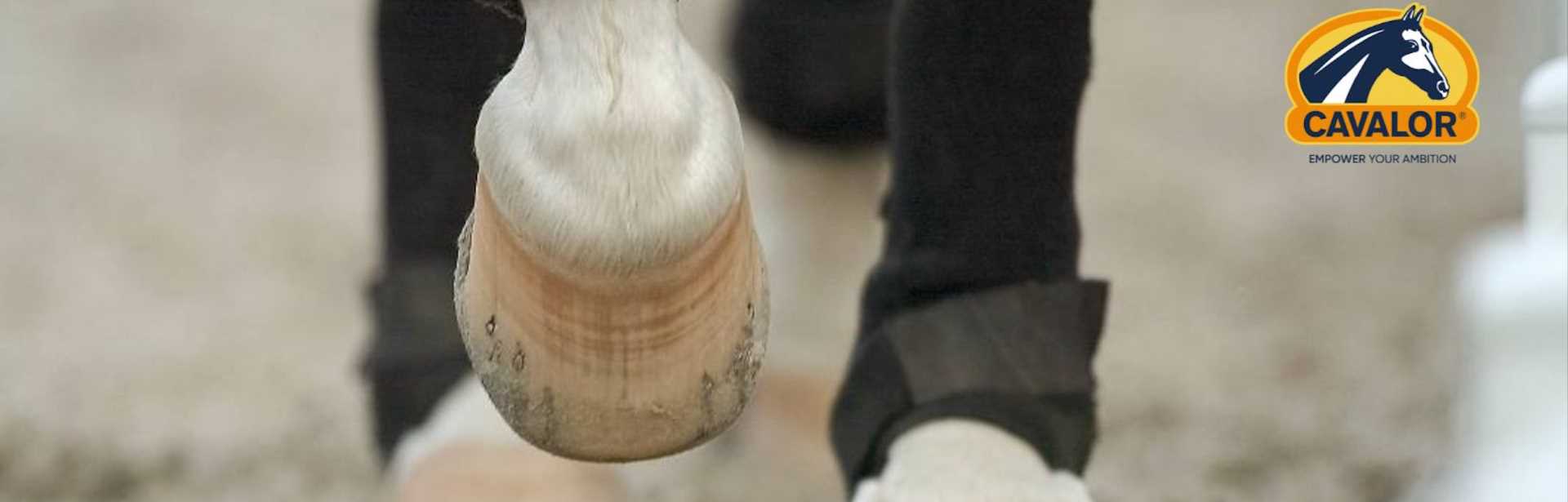 Gezonde hoeven – tips om de hoeven van je paard gezond te houden