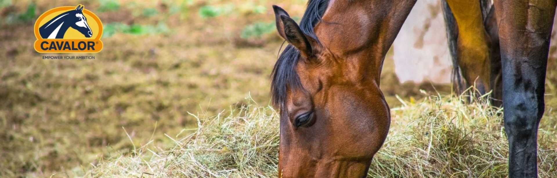 Alles wat je moet weten over weerstand + tips om de weerstand van je paard hoog te houden.