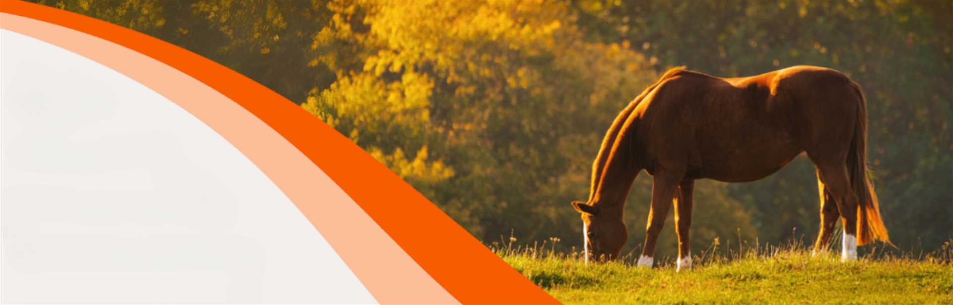 Bioveiligheid bij paarden