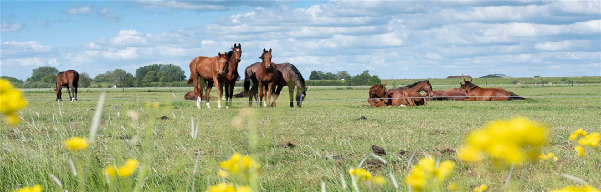 Belang van management bij wormcontrole