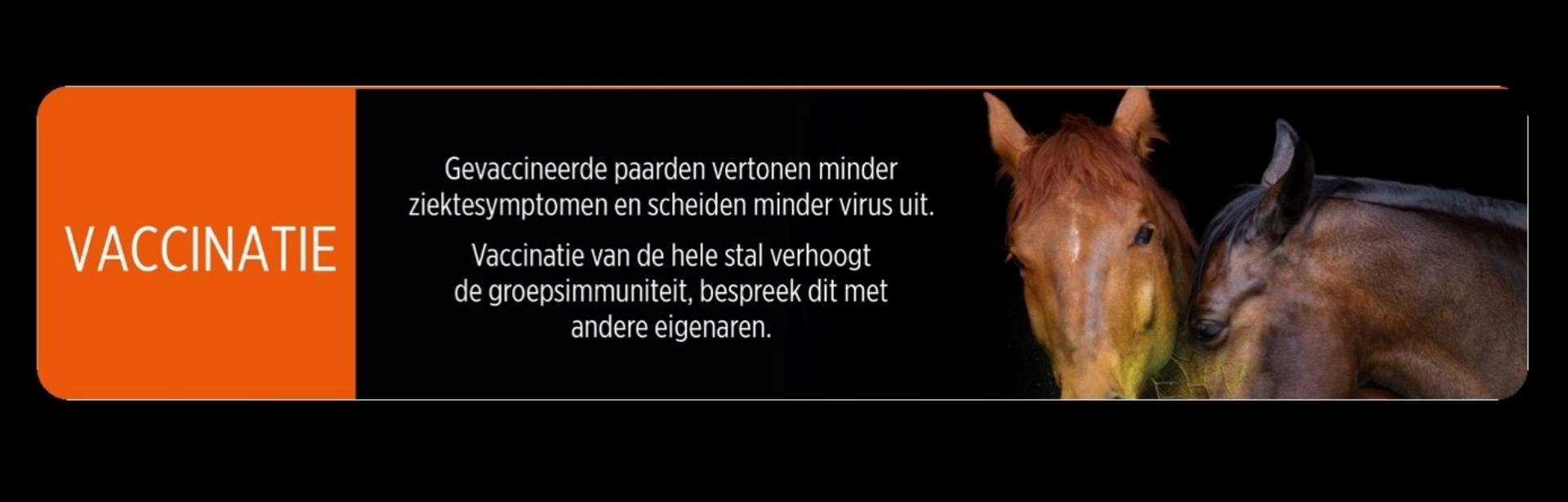 Rhinopneumonie, een verborgen gevaar
