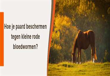 Rode bloedwormen