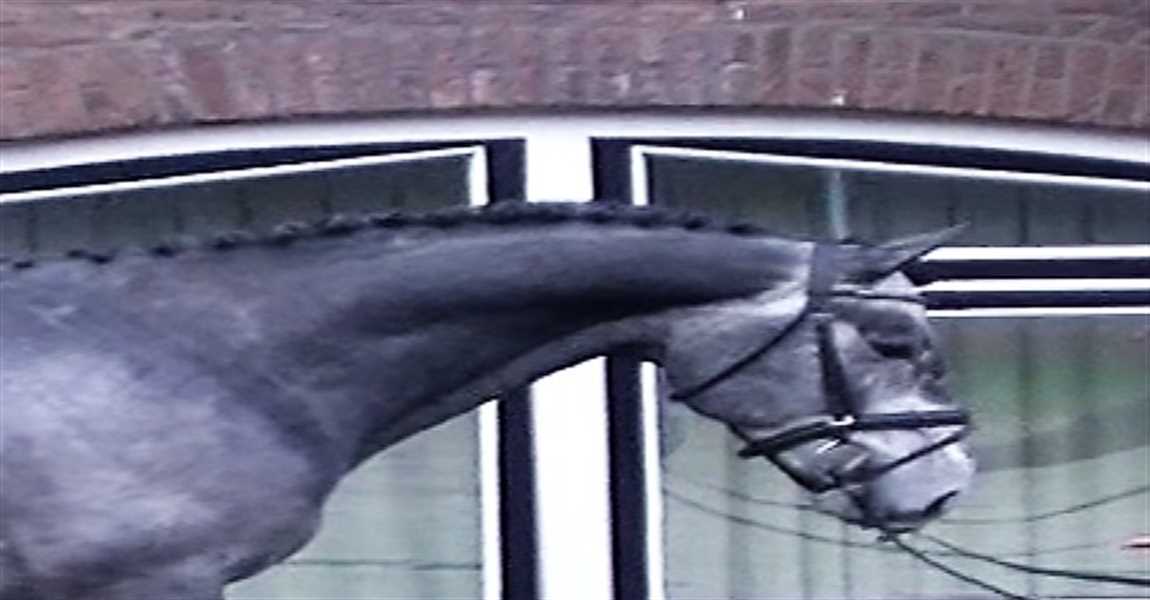 EVO Sporthorses B.V. logo