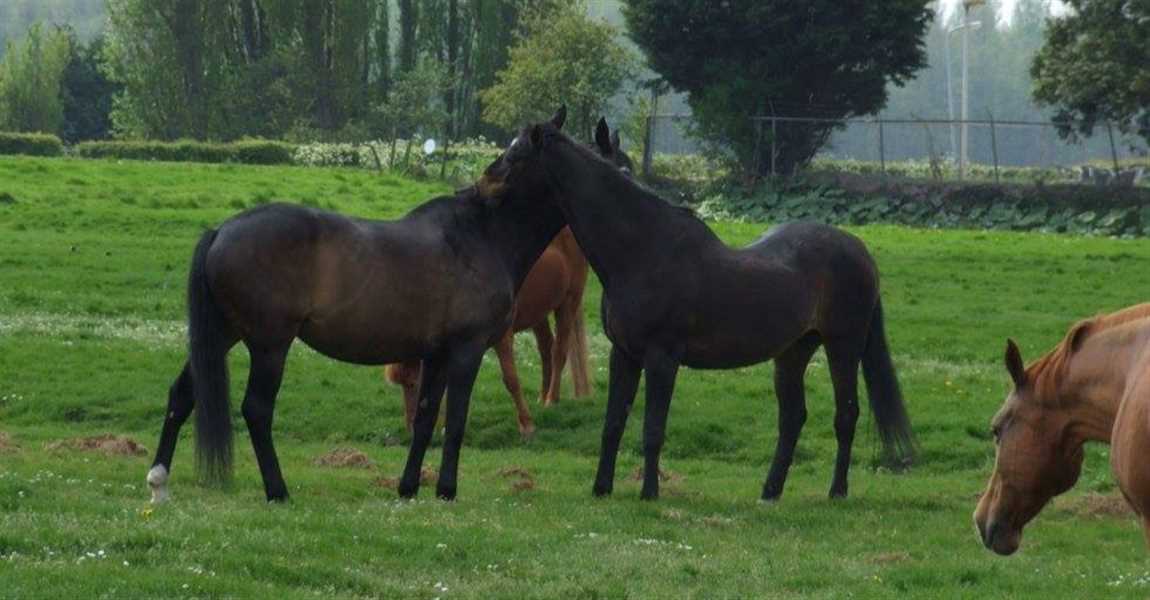 Stal Lelieveld