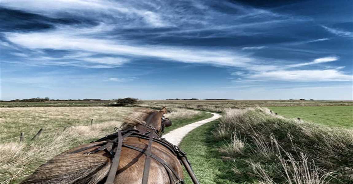 Paardenhotel Texel logo