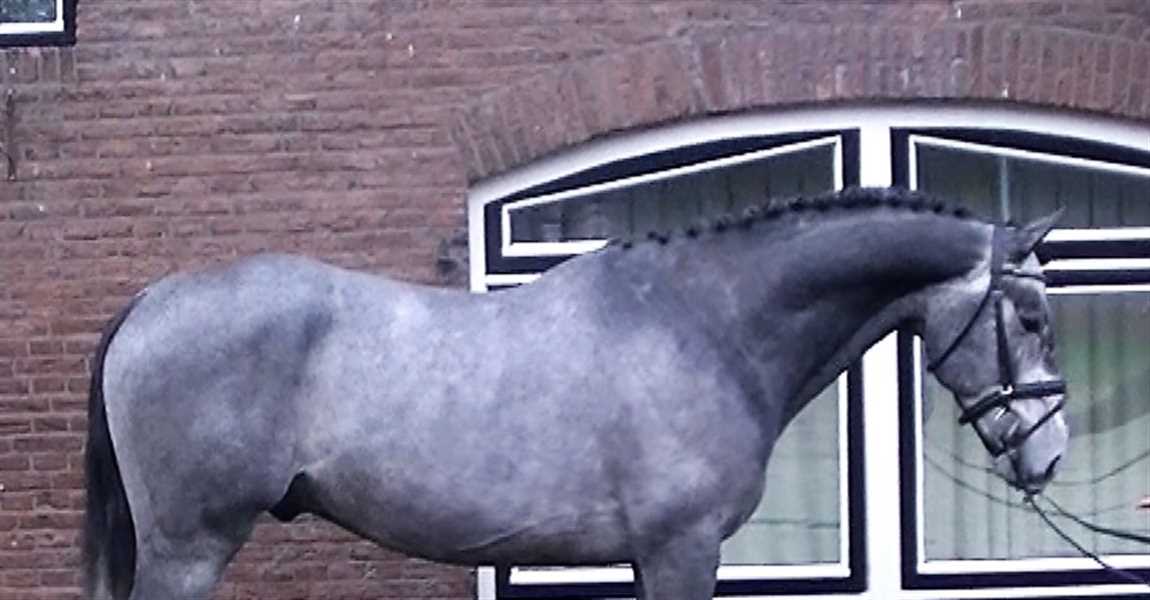 EVO Sporthorses B.V.