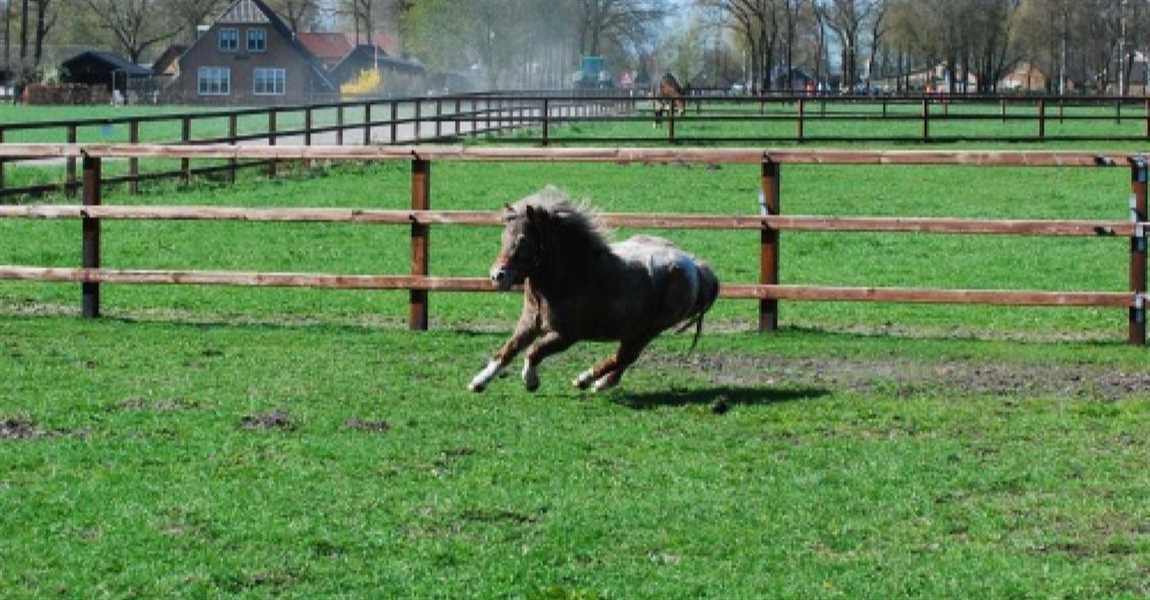 CK Stables B.V.