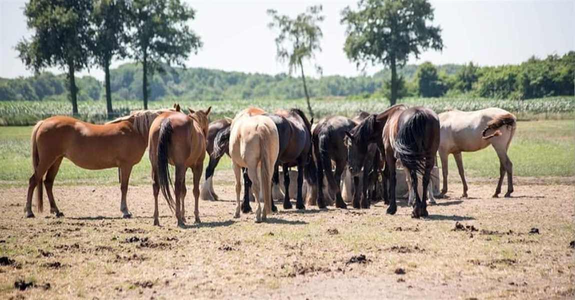 Paardenpension Verstegen