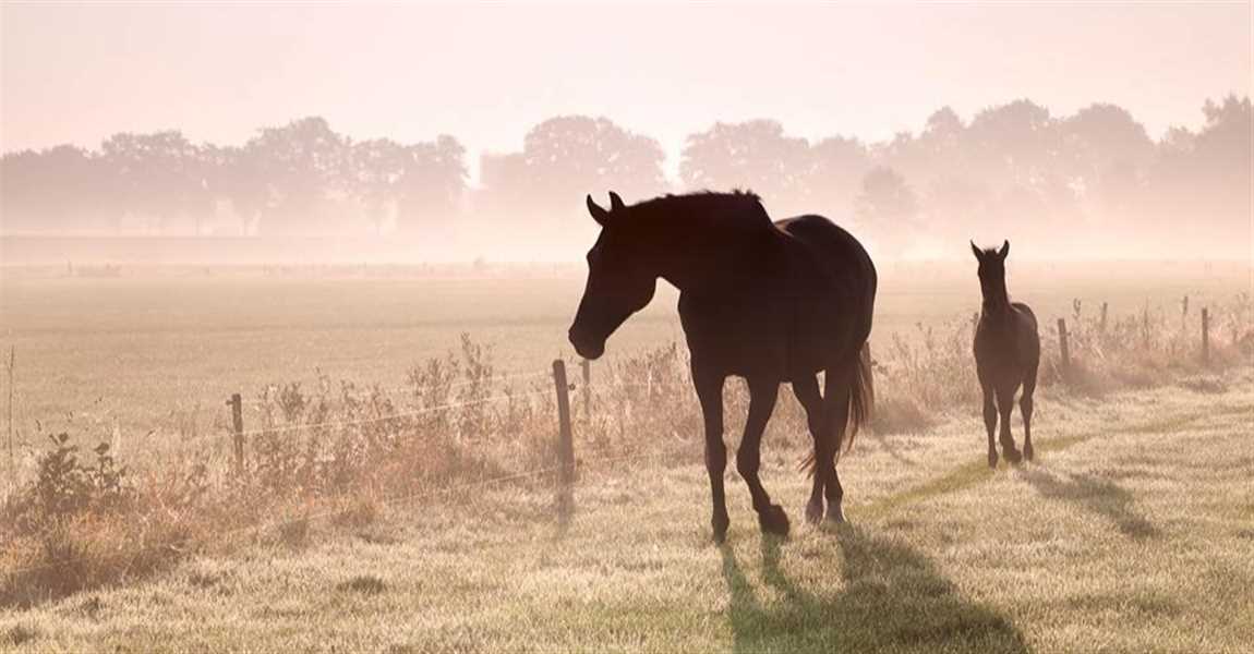 Stal Groot Bannink
